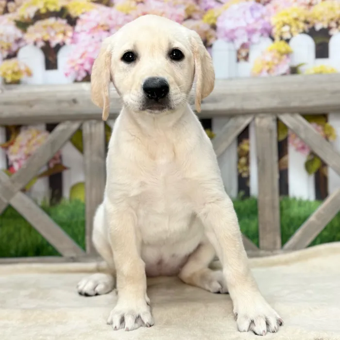 Female Labrador Retriever puppy named Lucy for sale at Petland Blue Springs.
