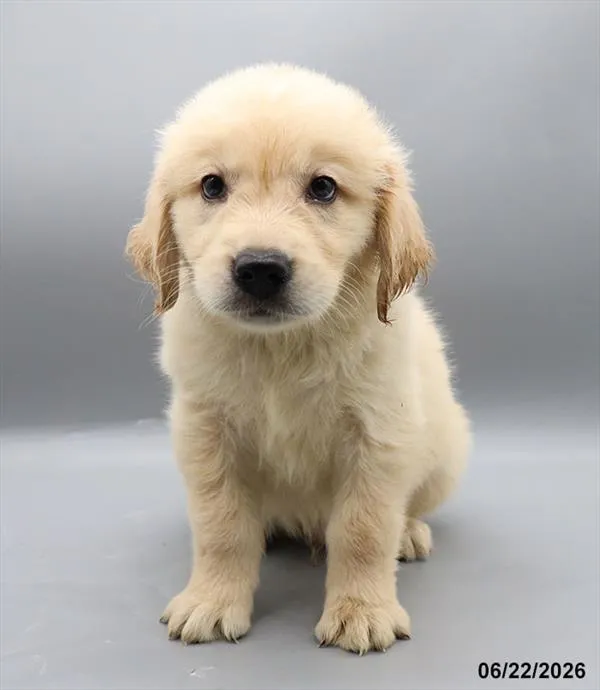 Male Golden Retriever puppy for sale at Petland Blue Springs.