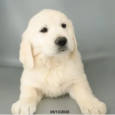 Female Golden Retriever puppy for sale at Petland Blue Springs.