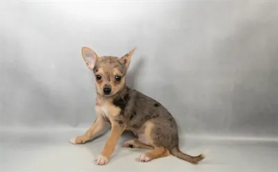 Male Chihuahua puppy named Cosmo for sale at Petland North Kansas.