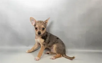 Male Chihuahua puppy named Cosmo for sale at Petland North Kansas.