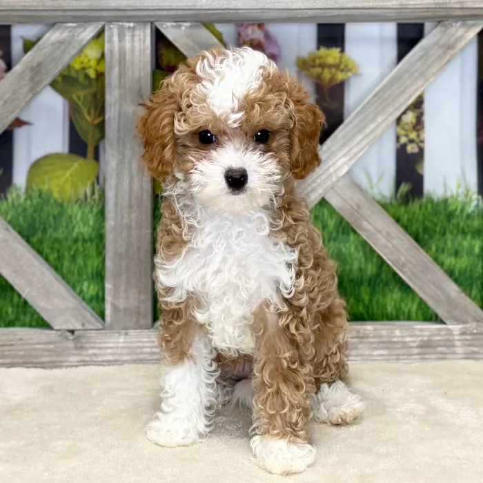 Male Cavapoo puppy for sale at Petland Blue Springs.