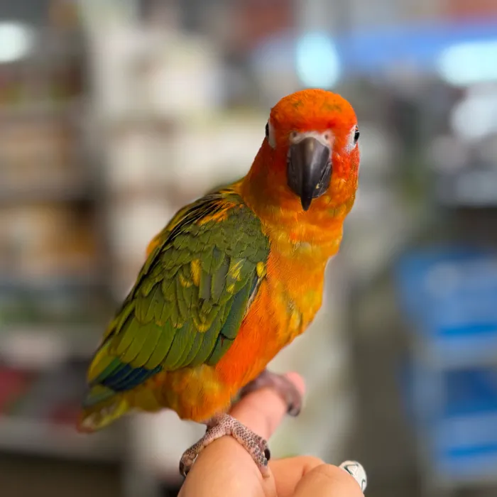 Female Red Factor Sun Conure bird named Lori for sale at Petland Blue Springs.