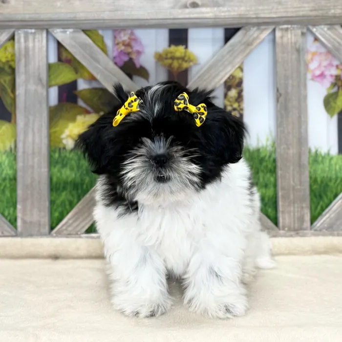 Female Shih Tzu puppy named Kara for sale at Petland Blue Springs.