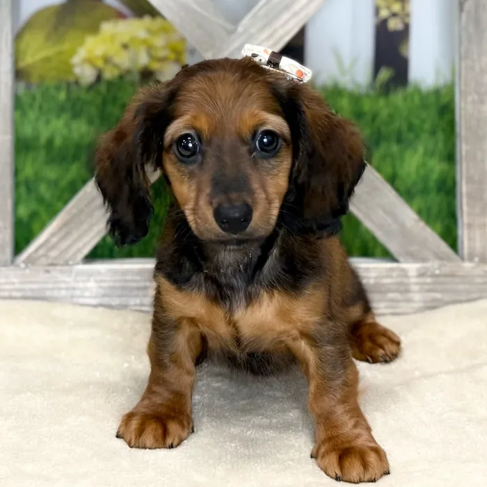 Female Dachshund puppy named Melanie for sale at Petland Blue Springs.