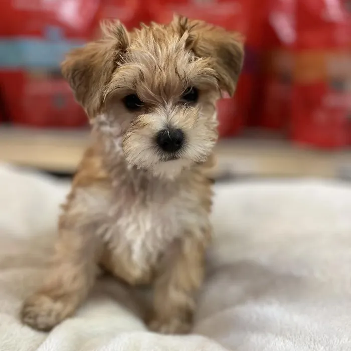 Female Yorkie-Poo Puppy for Sale in Blue Springs, MO