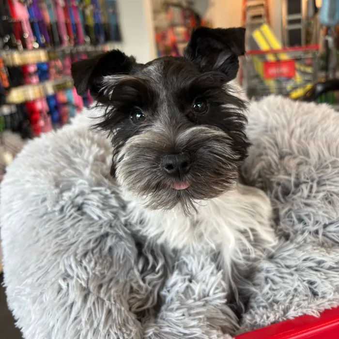 Male Mini Schnauzer puppy named Casper for sale at Petland North Kansas.