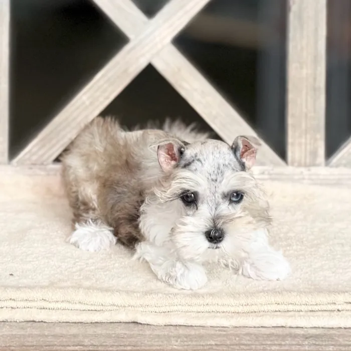 Female Mini Schnauzer puppy named Pearl for sale at Petland North Kansas.
