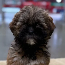 car_main_img_/media/ap_media/pets/RTHKRWKLEAJZ67502.webp.250x250_q85.webp