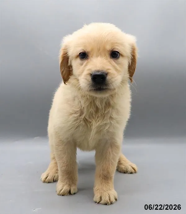 Female Golden Retriever puppy for sale at Petland Blue Springs.