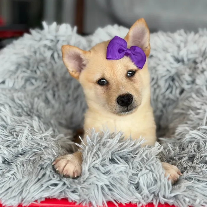 Female Shiba Inu puppy named Suki for sale at Petland North Kansas.