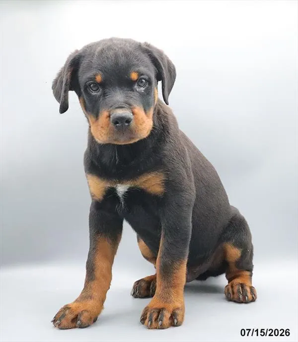 Male Rottweiler puppy for sale at Petland Blue Springs.