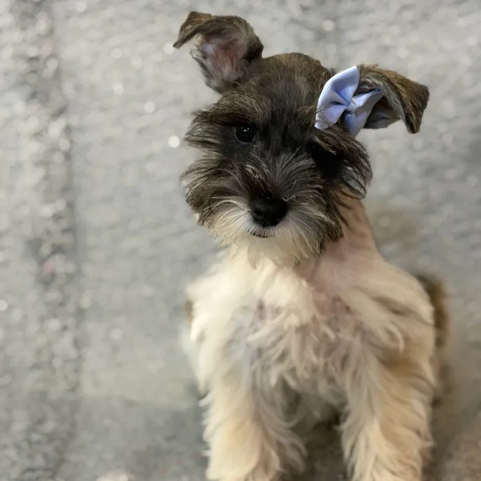 Female Mini Schnauzer puppy named Wendy for sale at Petland North Kansas.