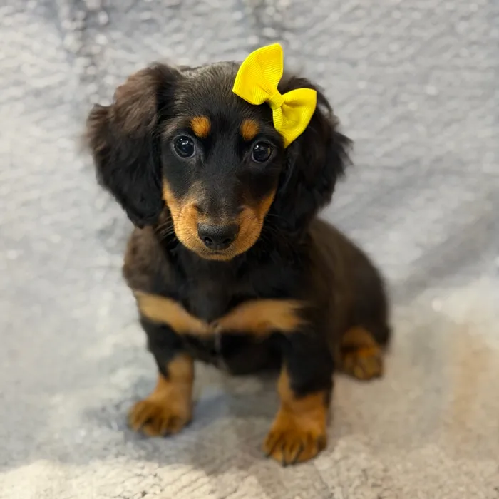 Female Dachshund puppy named Tug for sale at Petland North Kansas.