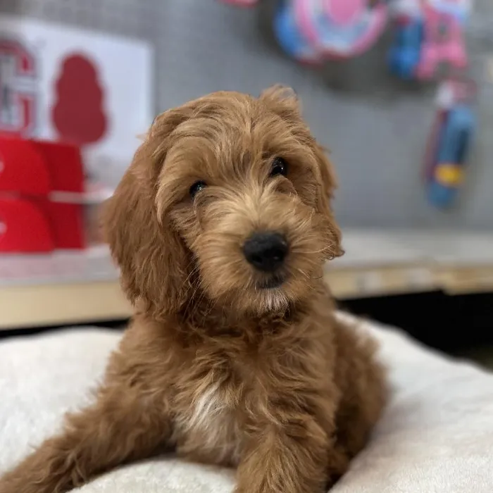 Male Goldendoodle Puppy for Sale in Blue Springs, MO