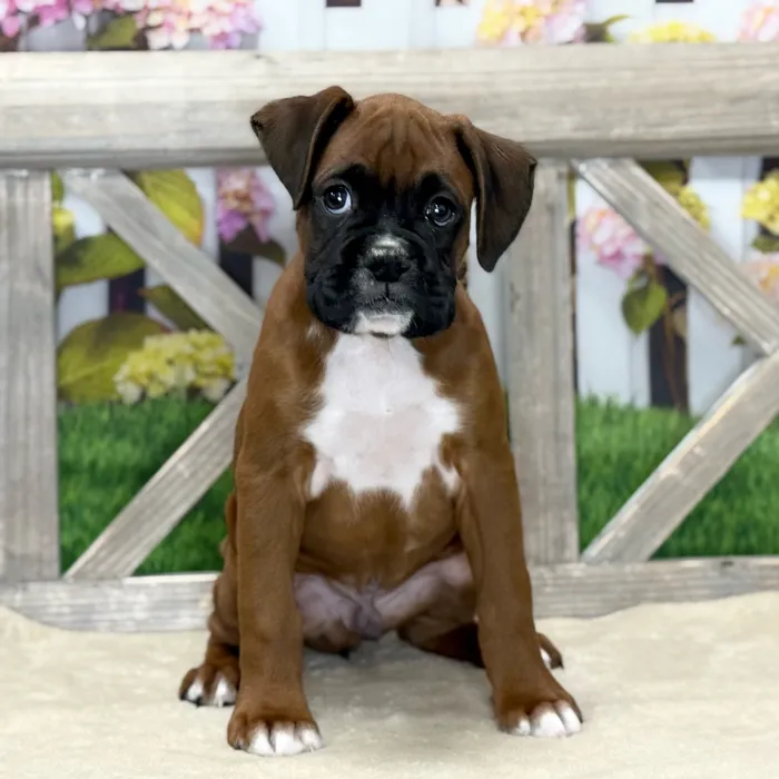 Male Boxer puppy named Peter for sale at Petland Blue Springs.