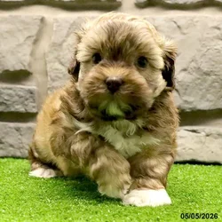 Male Havanese-Shih Tzu puppy for sale at Petland Blue Springs.