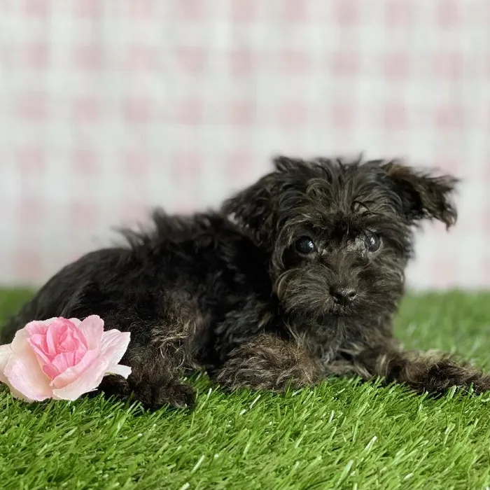 Female Morkiepoo Puppy for sale