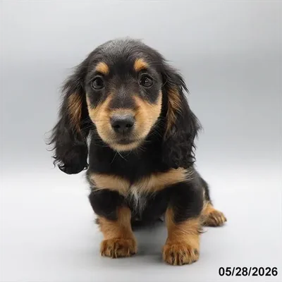 Female Dachshund puppy for sale at Petland Blue Springs.