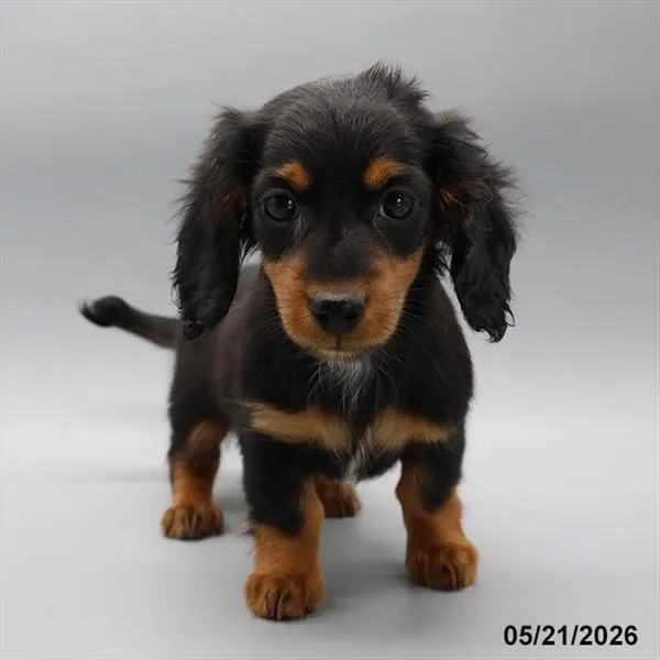 Female Dachshund puppy for sale at Petland Blue Springs.