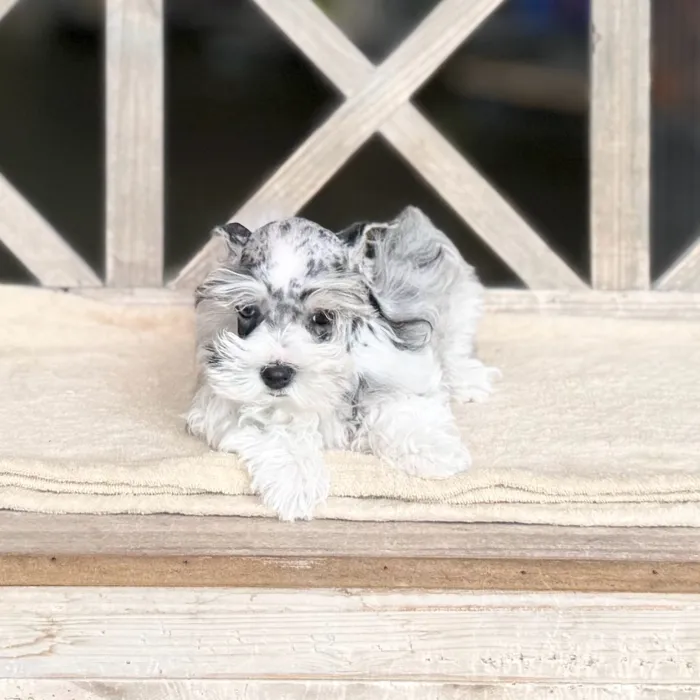 Female Mini Schnauzer puppy named Phoebe for sale at Petland Blue Springs.