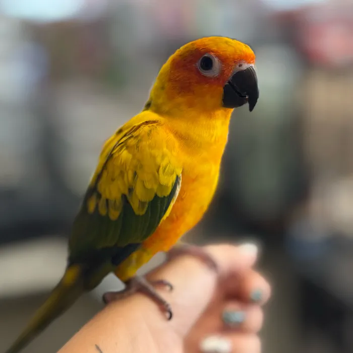 Male Sun Conure bird named Ardis for sale at Petland Blue Springs.