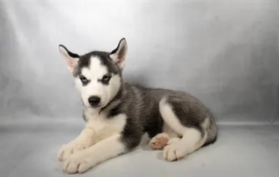 Female Siberian Husky puppy for sale at Petland North Kansas.