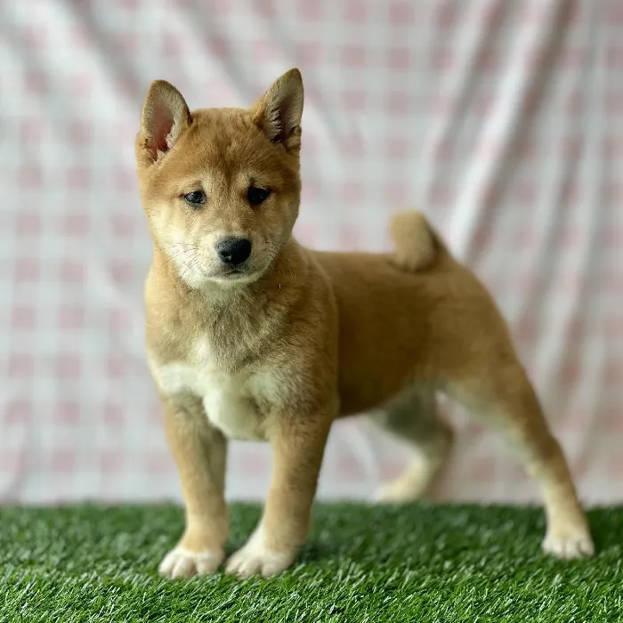 Male Shiba Inu Puppy for sale