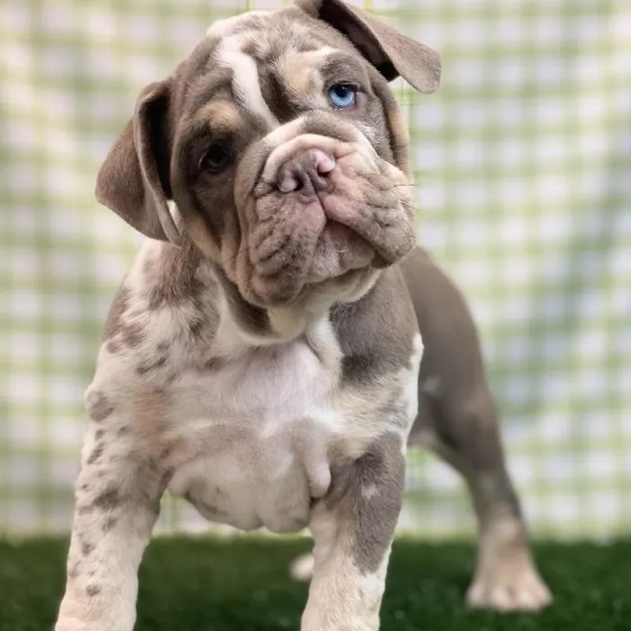 Female English Bulldog Puppy for sale