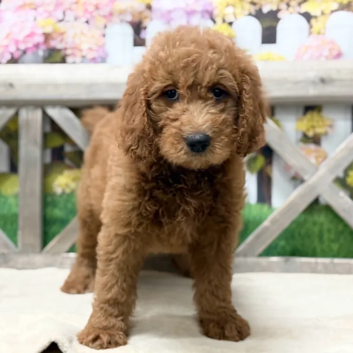 Male Goldendoodle F1 puppy named Seth for sale at Petland Blue Springs.