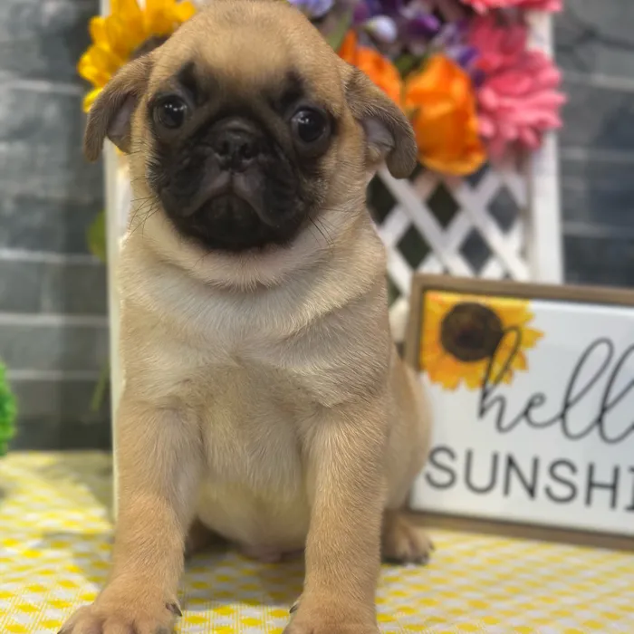 Male Pug puppy named Pugsley for sale at Petland North Kansas.