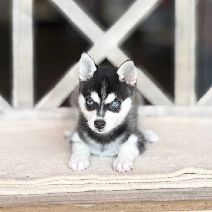 Male Alaskan Klee Kai puppy named Boo for sale at Petland Blue Springs.