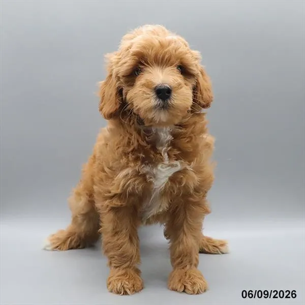 Female Mini Goldendoodle 2Nd Gen puppy for sale at Petland Blue Springs.