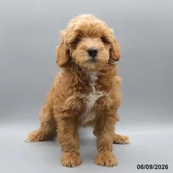 Female Mini Goldendoodle 2Nd Gen puppy for sale at Petland Blue Springs.