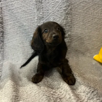 Male Dachshund puppy named Simba for sale at Petland North Kansas.