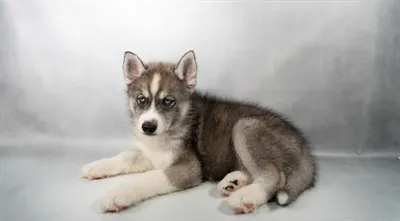 Female Siberian Husky puppy for sale at Petland Blue Springs.