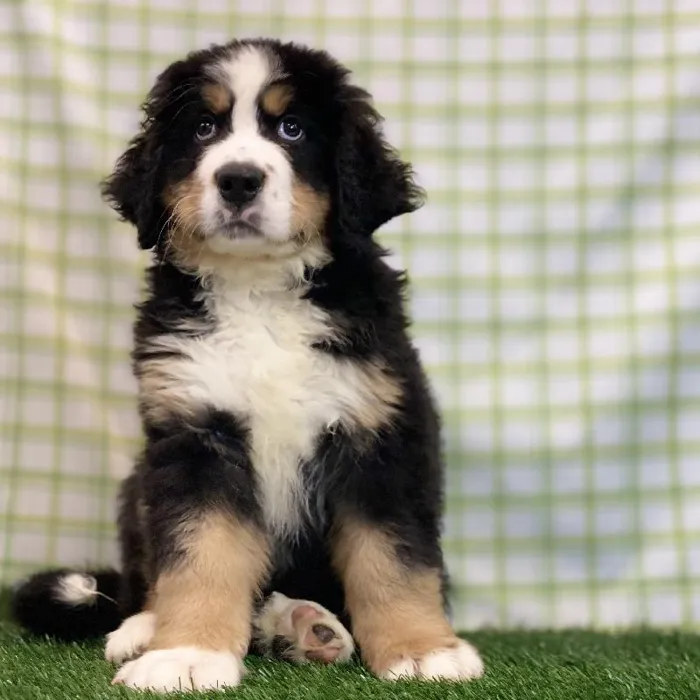 Male Bernese Mountain Dog Puppy for sale