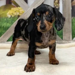 Female Dachshund puppy named Captain Marvel for sale at Petland Blue Springs.