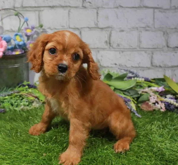 Female Cavalier King Charles Spaniel puppy for sale at Petland Blue Springs.