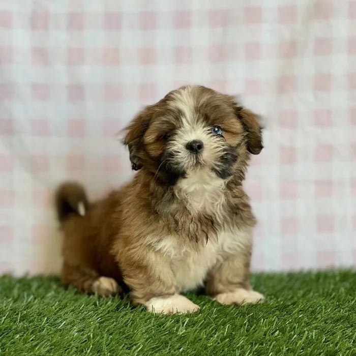 Male Lhasa Apso Puppy for sale