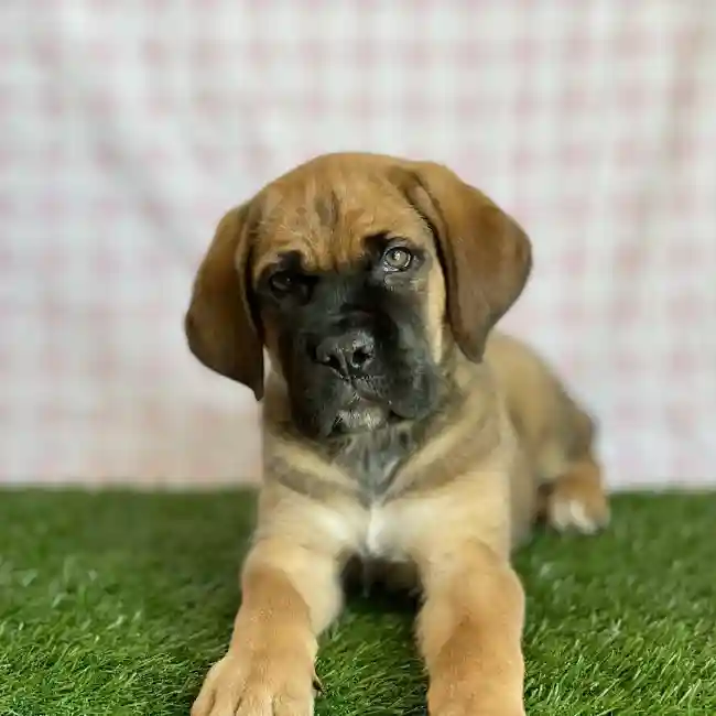 Male Cane Corso Puppy for sale