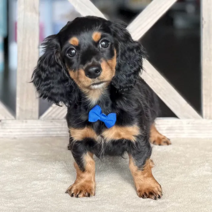 Male Dachshund puppy named Neil for sale at Petland Blue Springs.