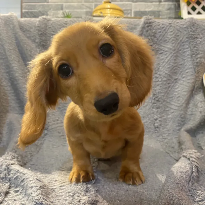 Male Dachshund puppy named Jason for sale at Petland North Kansas.