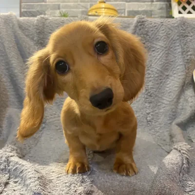 Male Dachshund puppy named Jason for sale at Petland North Kansas.