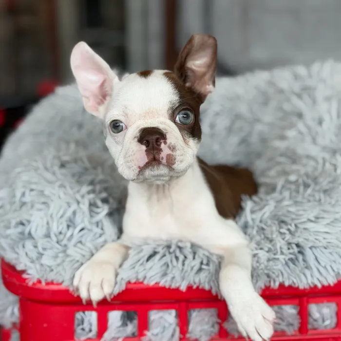 Male Boston Terrier puppy named Tory for sale at Petland North Kansas.