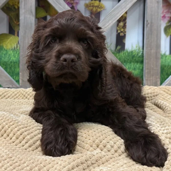 Male Cocker Spaniel puppy named Jay for sale at Petland Blue Springs.