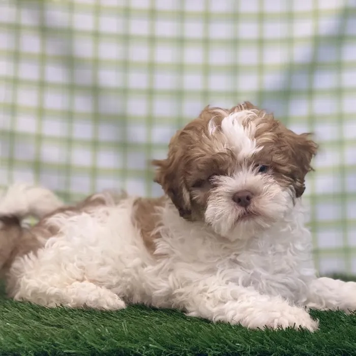Male Shipoo Puppy for sale