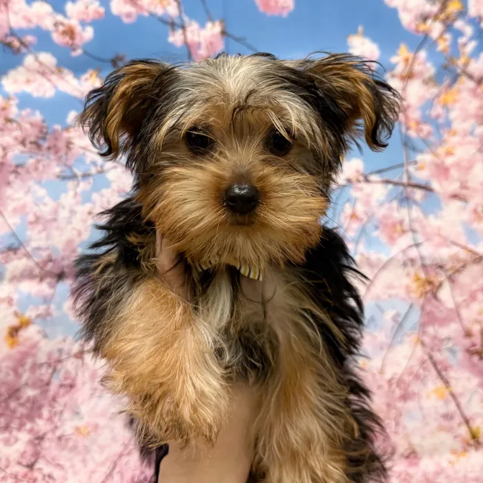 Male Yorkie puppy named Theodore for sale at Petland Blue Springs.