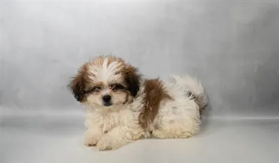 Female Teddy Bear puppy for sale at Petland North Kansas.