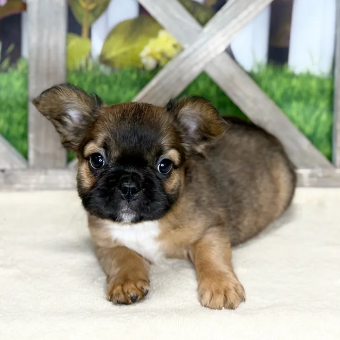 Female French Bulldog puppy named Leia for sale at Petland Blue Springs.
